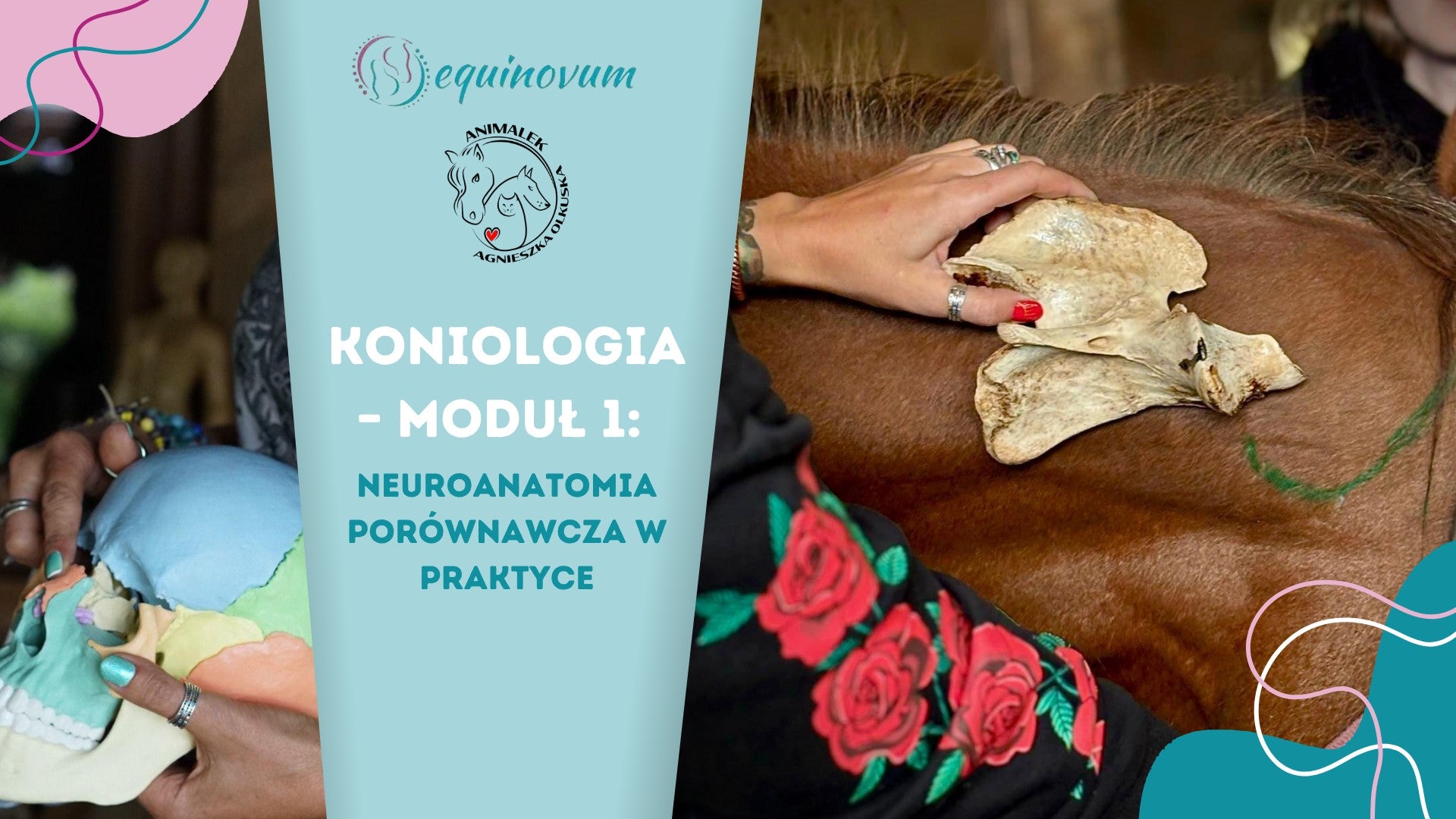 KONIOLOGIA – MODUŁ 1: Neuroanatomia porównawcza w praktyce 8-9.11.2025