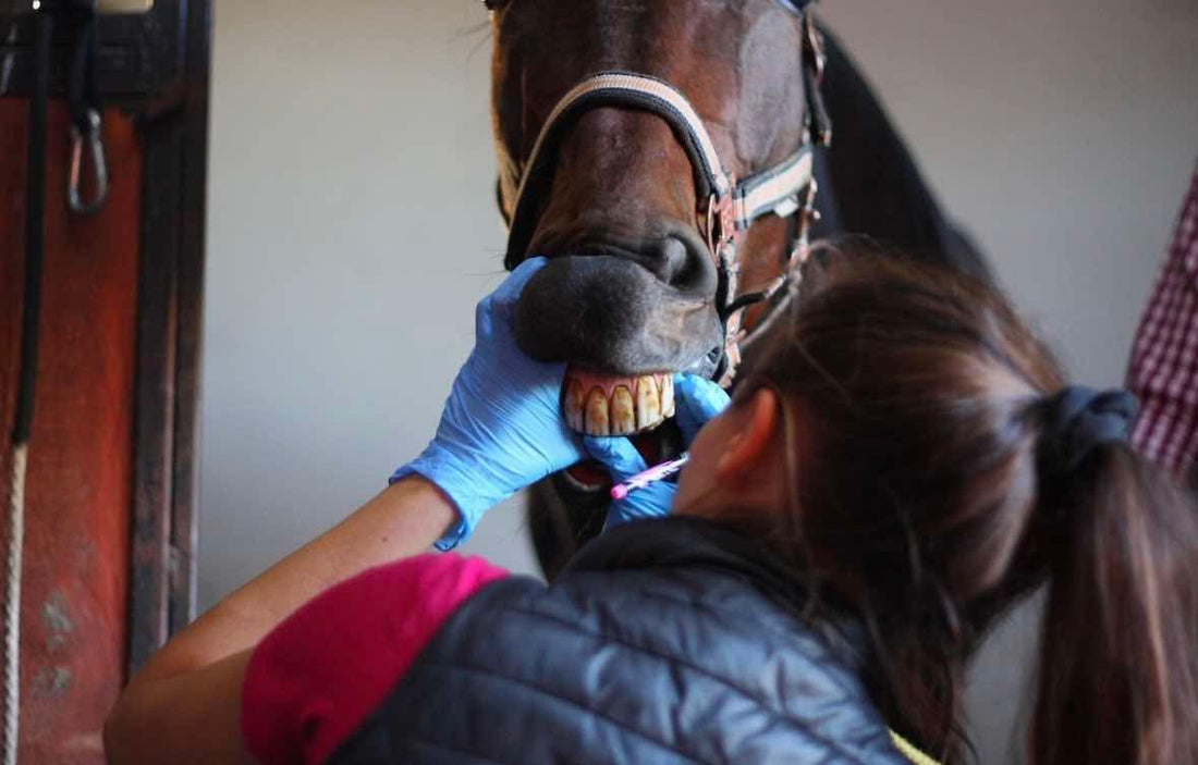 Dlaczego konie potrzebują dentysty?