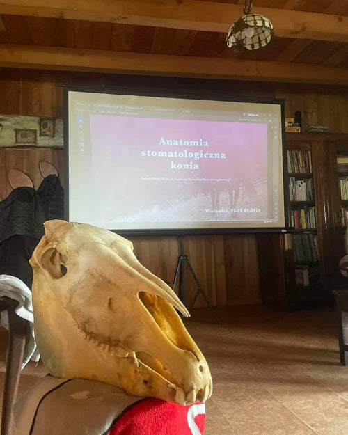 Sztuka Ukrywania Bólu – Czy Twój koń potrzebuje dentysty? Poziom 1