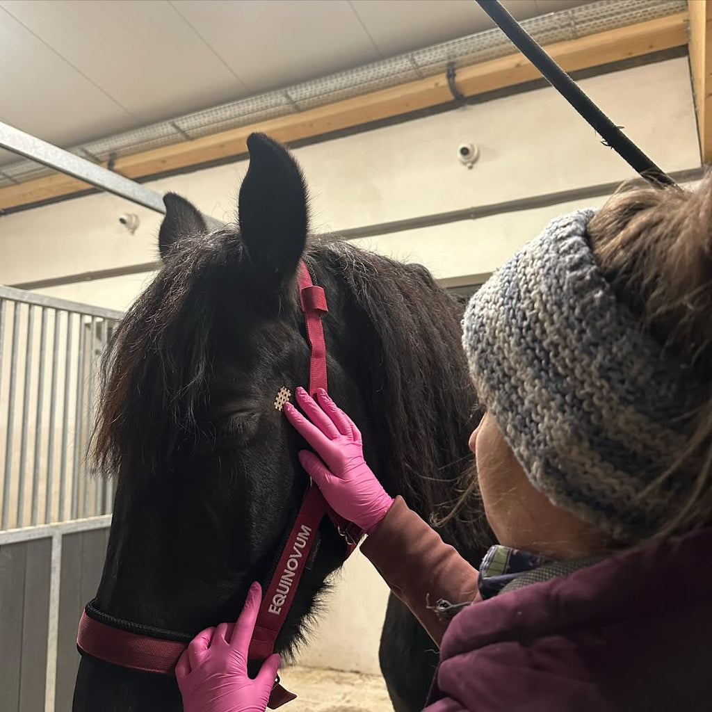 Sztuka Ukrywania Bólu – Czy Twój koń potrzebuje dentysty? Poziom 1