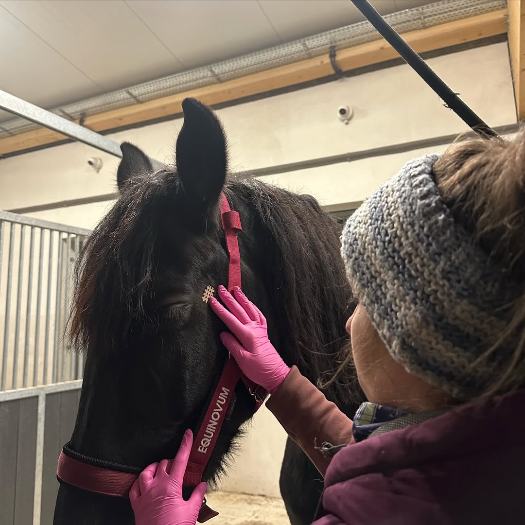 Sztuka Ukrywania Bólu – Czy Twój koń potrzebuje dentysty? Poziom 1