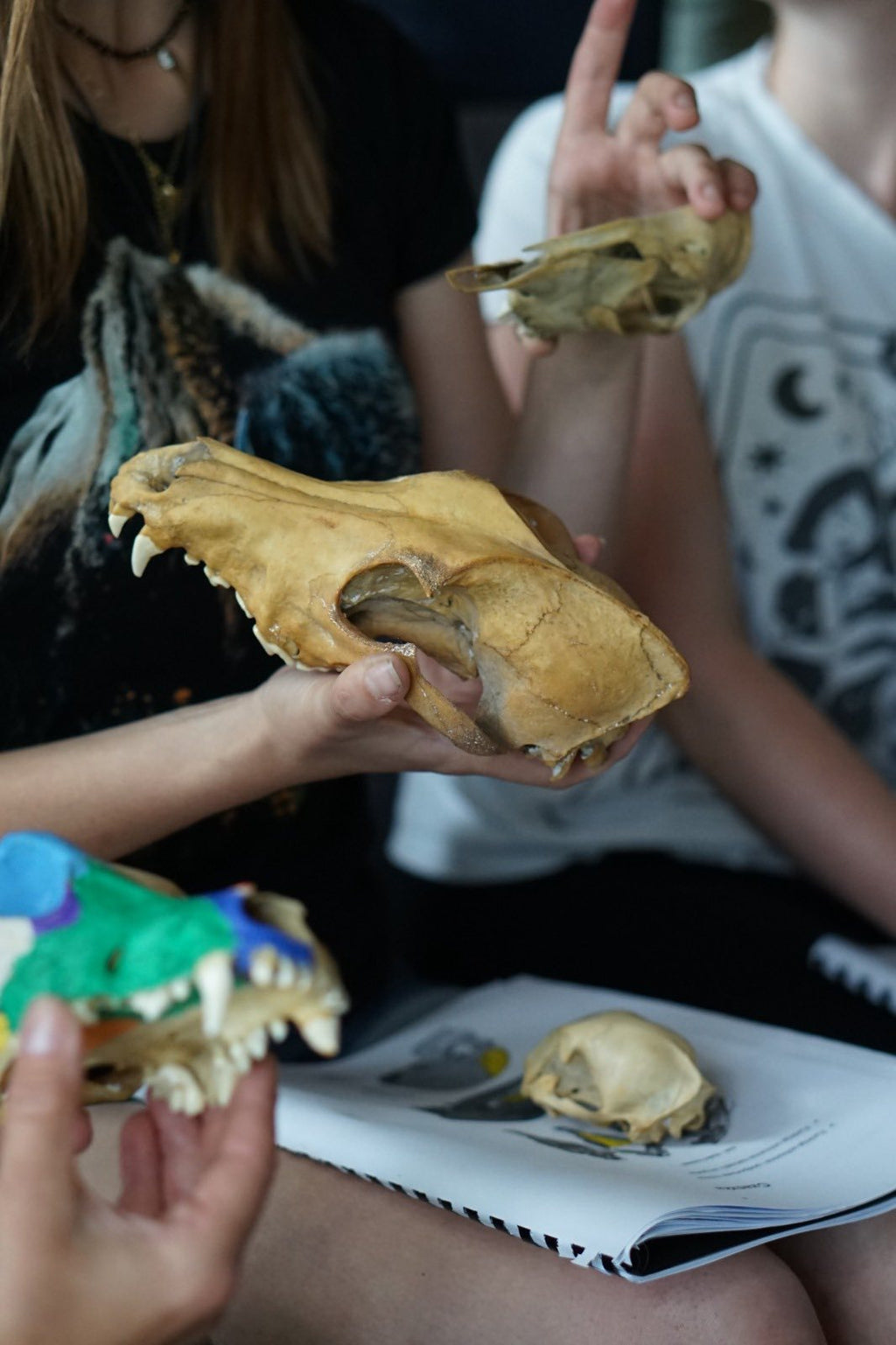KONIOLOGIA – MODUŁ 1: Neuroanatomia porównawcza w praktyce 8-9.11.2025