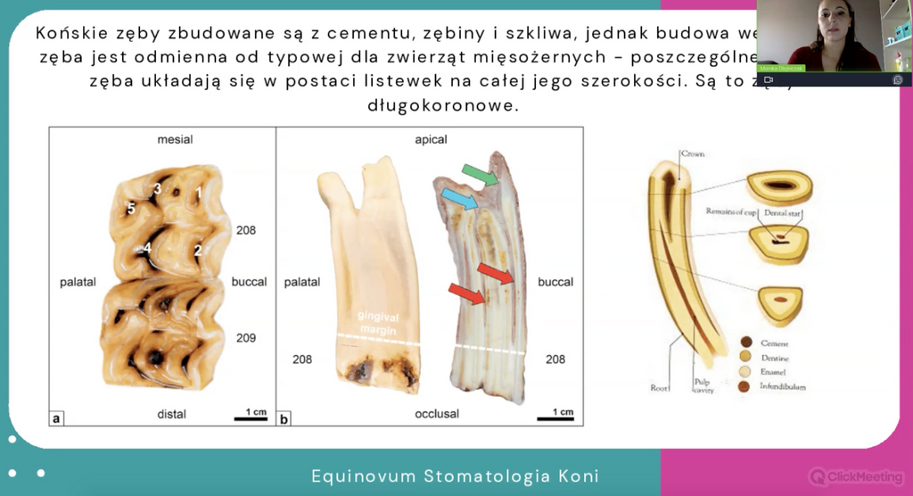 Dlaczego konie potrzebują dentysty?