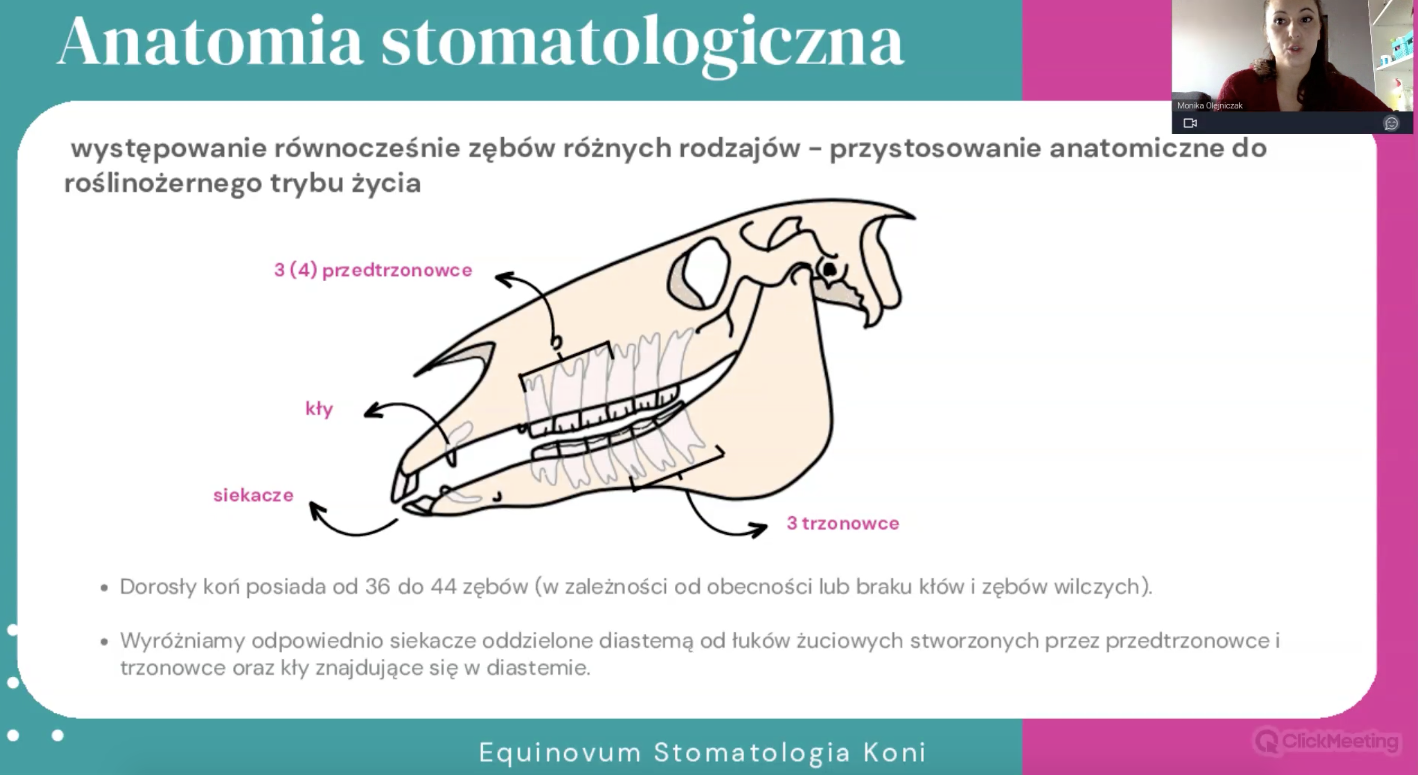 Dlaczego konie potrzebują dentysty?