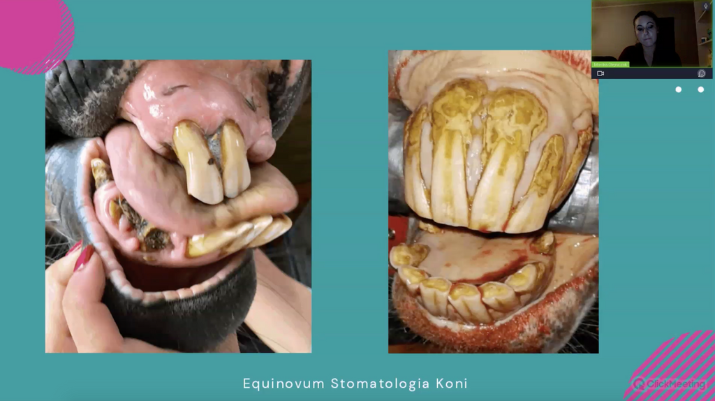 Dlaczego konie potrzebują dentysty?