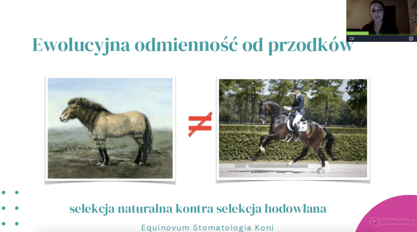 Dlaczego konie potrzebują dentysty?