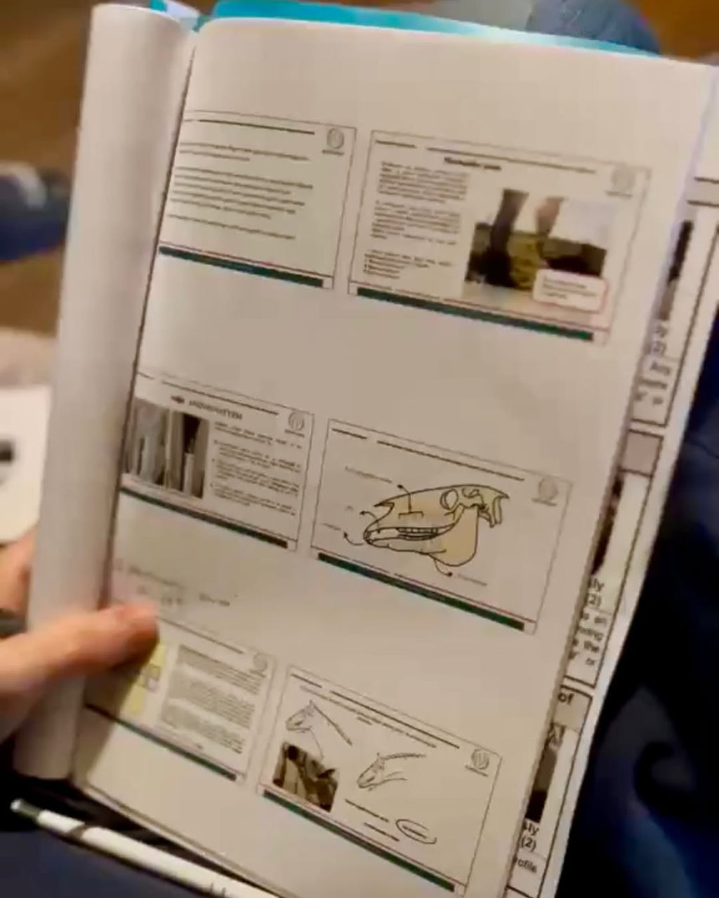 Sztuka Ukrywania Bólu – Czy Twój koń potrzebuje dentysty? Poziom 1